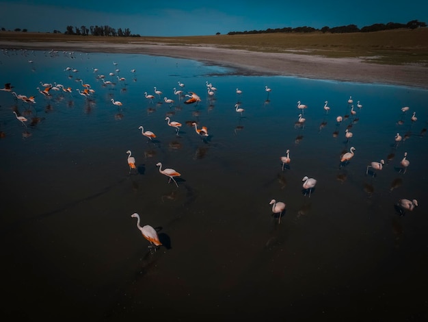 フラミンゴの群れのパンパスの生理食塩水空撮ラ パンパ州パタゴニア アルゼンチン