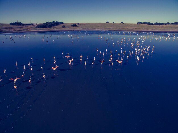 Flamingos flock in Pampas Saline Aerial View La Pampa Province Patagonia Argentina