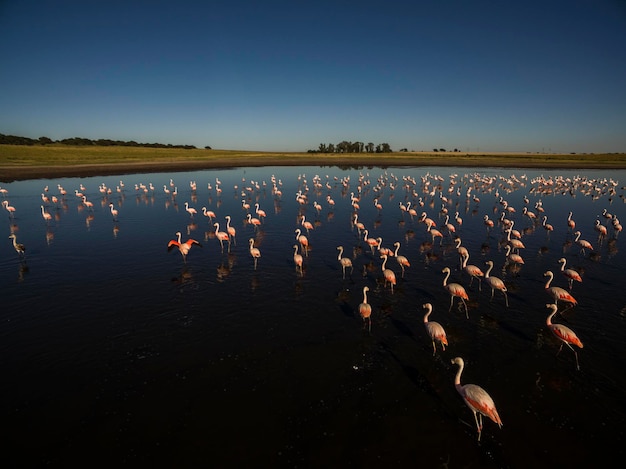 팜파스 식염수 조감도 La Pampa Province Patagonia Argentina에 플라밍고 무리