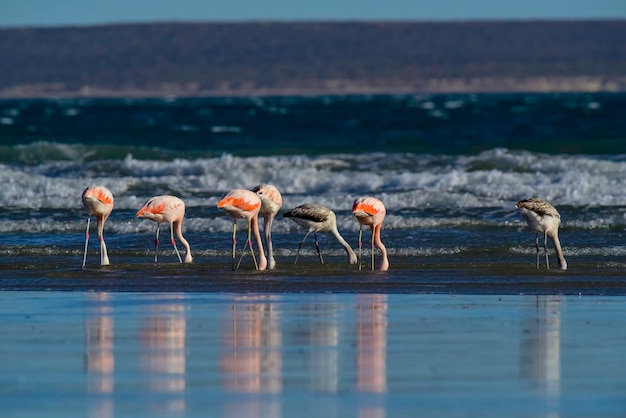 Flamingos flock Patagonia Argentina