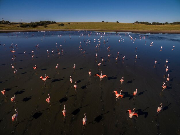 Flamingos flock Patagonia Argentina