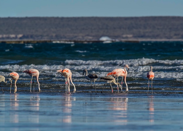 Flamingos flock Patagonia Argentina