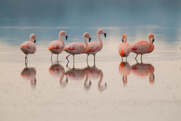 Flamingos flock in a salty lagoon La Pampa ProvincePatagonia Argentina