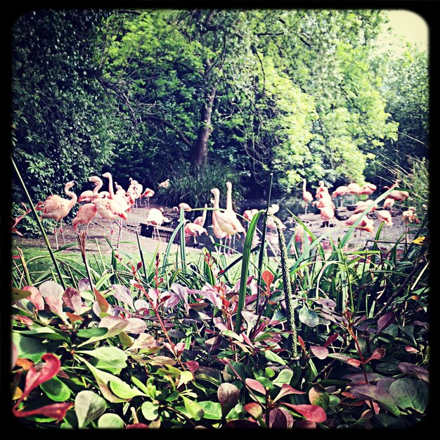 Photo flamingos in forest