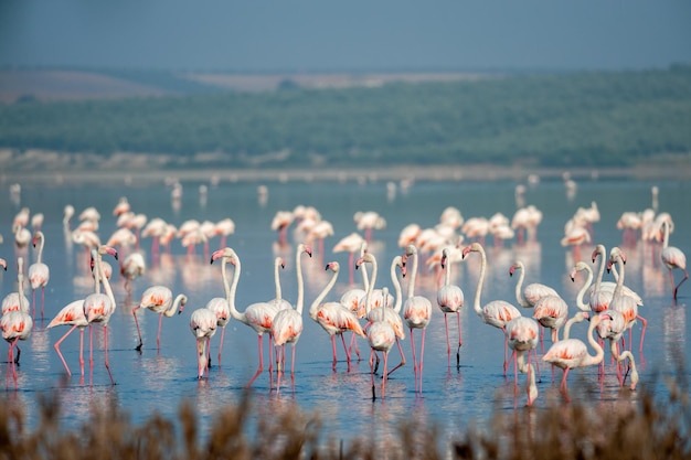 Flamingos in de lagune Fuente de Piedra