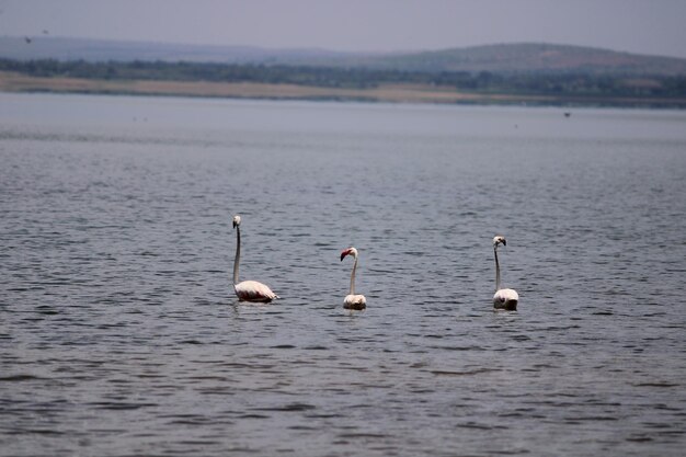 Photo flamingos in krishna river near bagalkot india