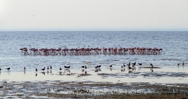 Foto fenicotteri nel lago manyara - tanzania