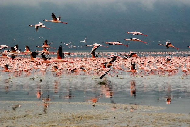Фламинго на озере Накуру