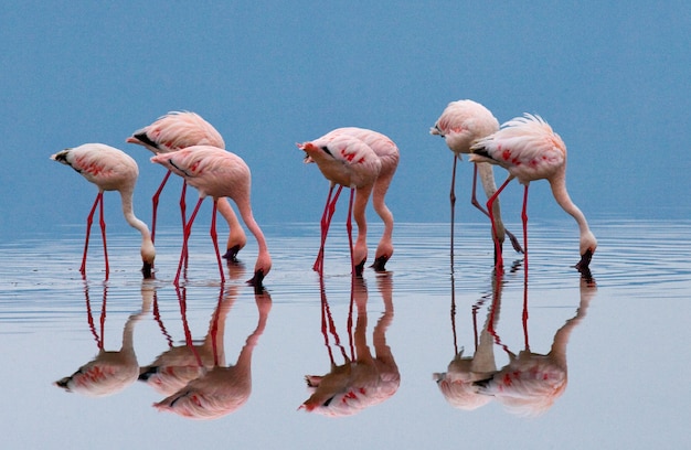 Flamingos on the lake with reflection