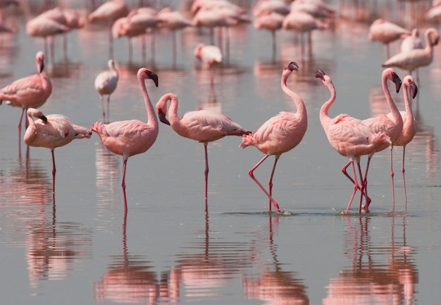 Flamingos on the lake with reflection