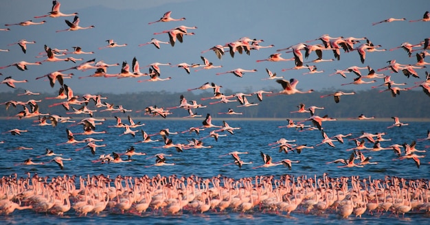 Flamingos on the lake with reflection