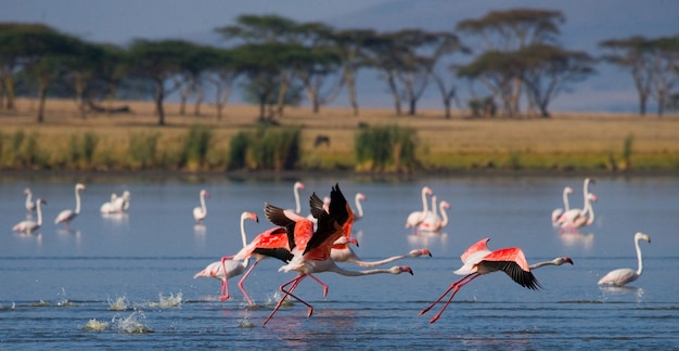 Flamingos on the lake with reflection