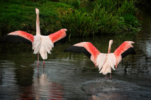 Foto flamingi nel lago