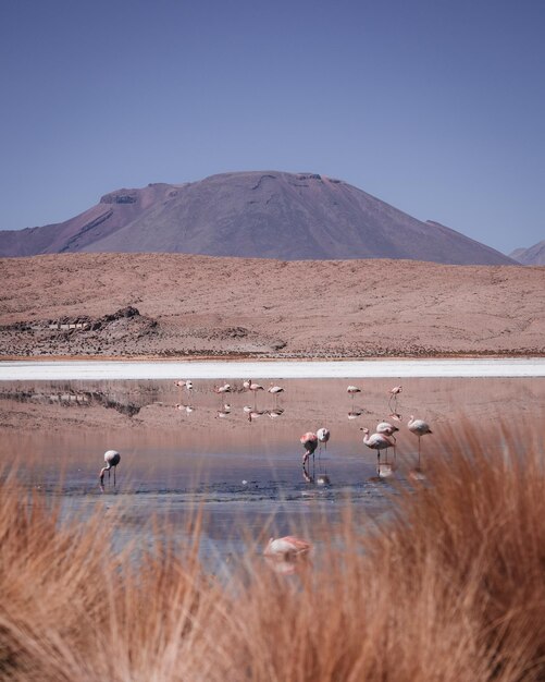 Photo flamingos in lake