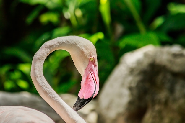 flamingos on nature background.