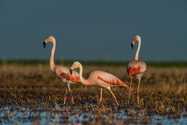 Flamingos in Pampas Lagoon Environment La Pampa Patagonia Argentina