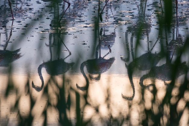 Foto i fenicotteri che si riflettono sul lago al tramonto