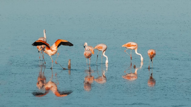 Фламинго отдыхают в соленой лагуне Провинция Ла-ПампаПатагония Аргентина