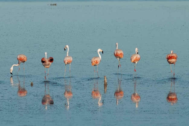 Flamingos rest in a salty lagoon La Pampa ProvincePatagonia Argentina