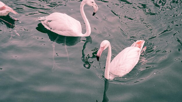 Flamingos in the river