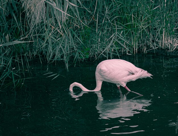 Flamingos in the river