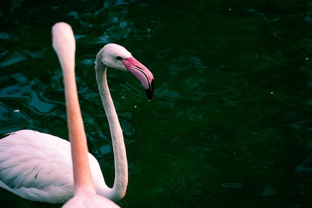 Photo flamingos in the river