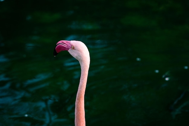 Flamingos in the river