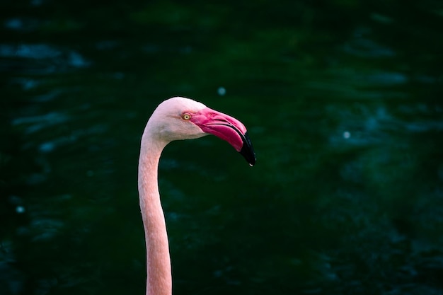 Photo flamingos in the river