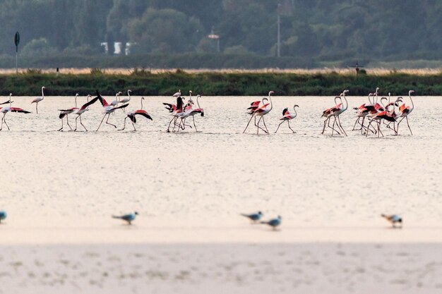 Flamingos on run