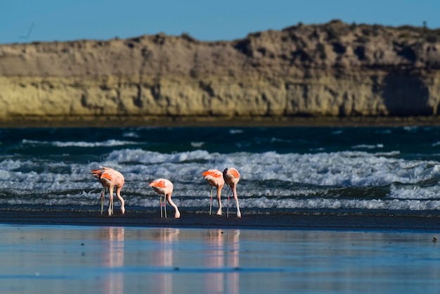 Flamingos in seascapePeninsula Valdes Patagonia Argentina