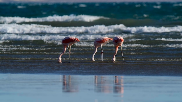 Flamingos in seascapePeninsula Valdes Patagonia Argentina