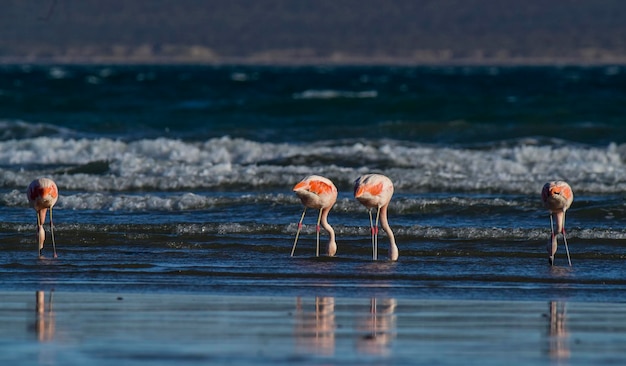 Flamingos in seascapePeninsula Valdes Patagonia Argentina