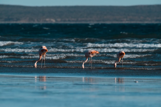 Фламинго в морской пейзажПолуостров Вальдес Патагония Аргентина