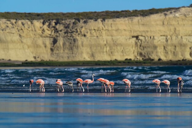 Flamingos in seascapePeninsula Valdes Patagonia Argentina