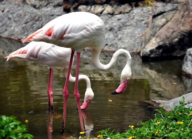 Flamingos