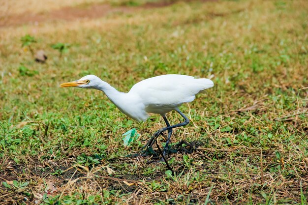 Flamingovogels die op aarde lopen