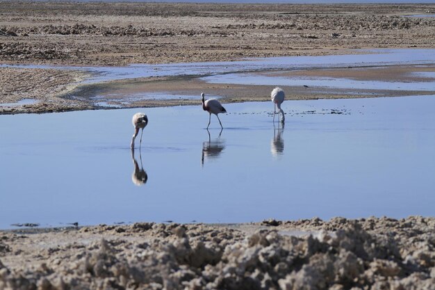 Flaminogs in Salar de Atacma Chile