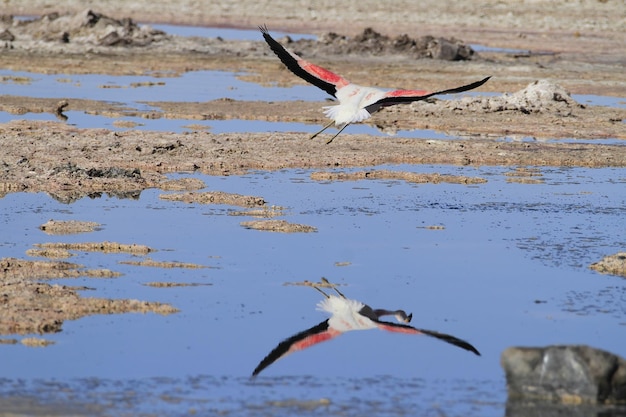 Flaminogs in Salar de Atacma Chile