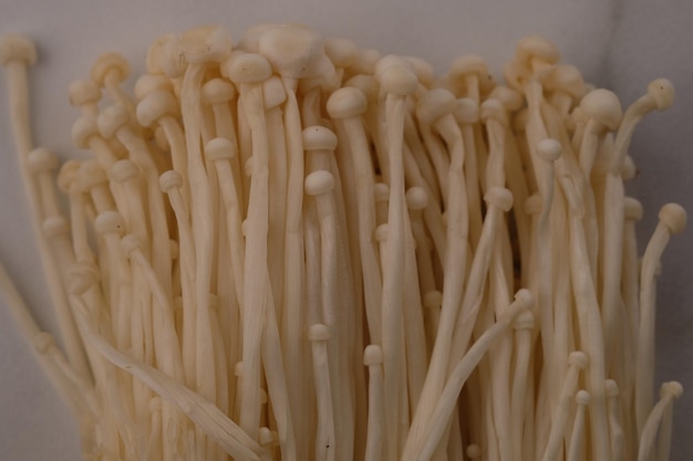 Foto flammulina filiformis è una specie di agarico della famiglia delle physalacriaceae. fungo enokitake. enoki