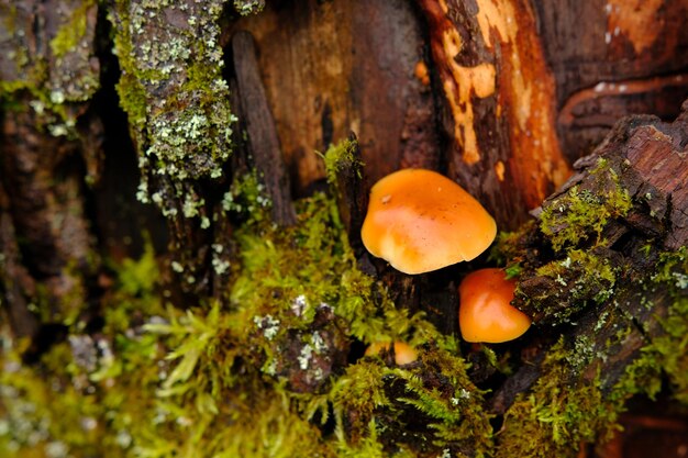 Flammulina velutipes een eetbare paddenstoel in de natuurlijke omgeving honingzwam winter