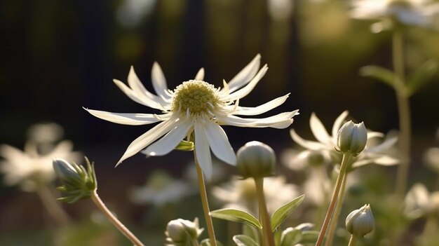 Photo flannel flower beautifully bloomed with natural background generative ai