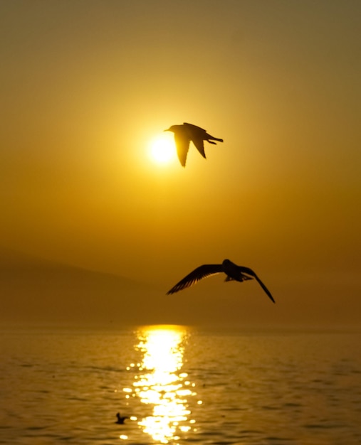 写真 夕暮れの翼を振る