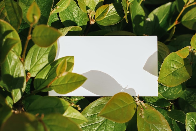 Photo flat card on leaves outside for web background design white isolated background abstract landscape b