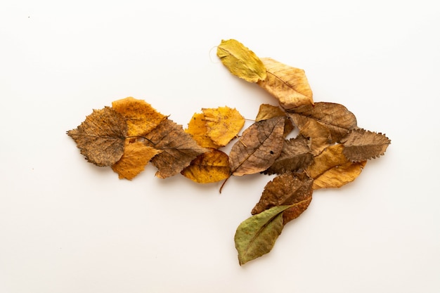 Photo flat composition autumn leaves folded in the form of an arrow on a white background