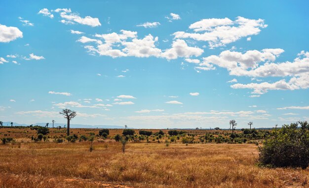 Flat land with low grass and bushes, some baobab trees growing in distance, typical landscape of Maninday, region Madagascar.