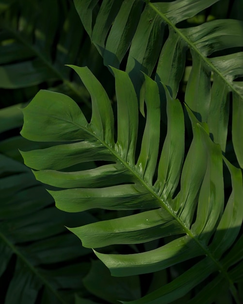 Flat lay 3d green palm leaves composition