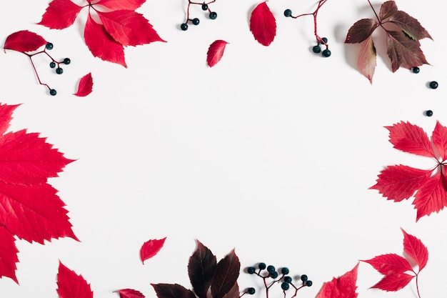 写真 フラットレイ秋の背景白い背景に赤い葉
