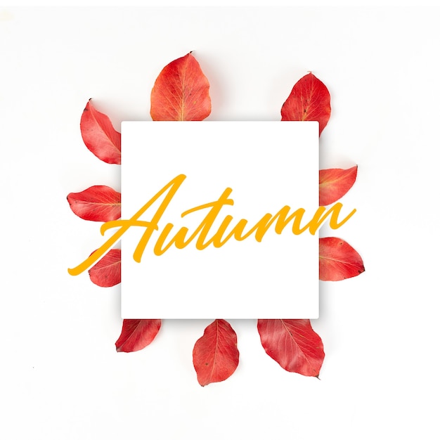 Foto banner autunnale piatto su bianco. composizione con foglie rosse realistiche. ciao ottobre concept