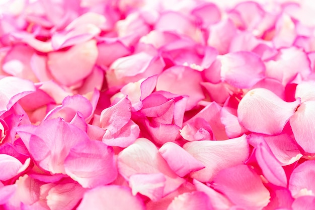 Flat lay Background of petals from pink roses