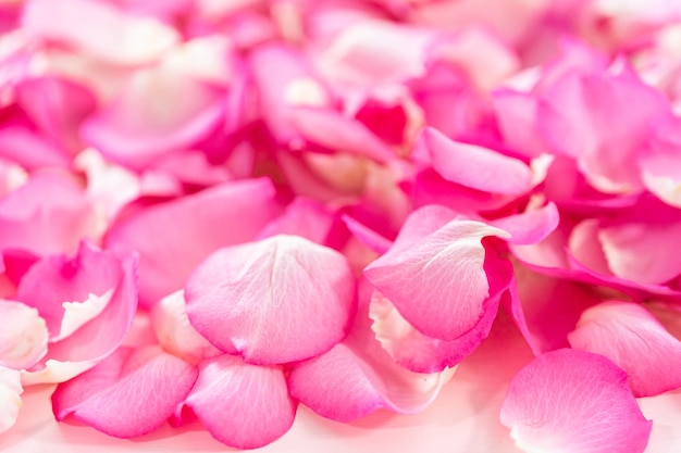 Flat lay Background of petals from pink roses